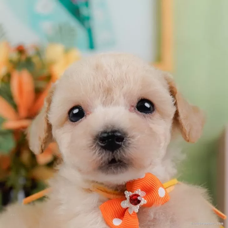 ほの 様のお迎えした子犬