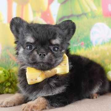 チワワ(ロング)【神奈川県・男の子・2024年9月13日・ブラックタン】の写真「しつけ・トレーニング中の子犬を掲載中です！🐶」