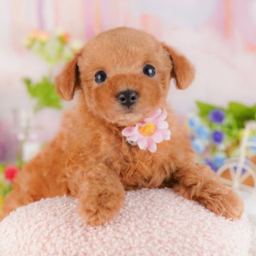 トイプードル(トイ)【神奈川県・男の子・2025年2月13日・レッド】の写真「GW期間中限定！パピーランでふれあい体験🎶」