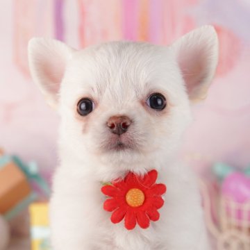 チワワ(ロング)【神奈川県・男の子・2024年10月31日・ホワイト】の写真「しつけ・トレーニング中の子犬を掲載中です！🐶」