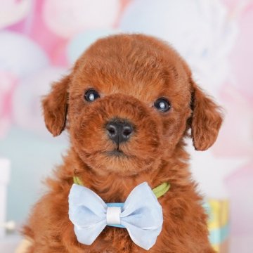 トイプードル(トイ)【神奈川県・女の子・2025年2月2日・レッド】の写真「GW期間中限定！パピーランでふれあい体験🎶」
