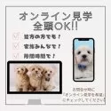 ポメラニアン【神奈川県・男の子・2024年11月24日・クリームセーブル】の写真10「📲全頭オンライン見学OK💻遠方で当犬舎に来れない方・忙しくて時間がない方には特にオススメ✨」