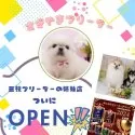 ポメラニアン【神奈川県・男の子・2024年8月26日・オレンジセーブル】の写真10「🐶三枝ブリーダーの姉妹店としてNewOpen🎉素敵な出会いをお届けします🎁」