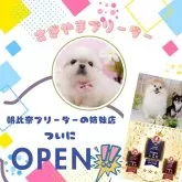 チワワ(ロング)【神奈川県・男の子・2024年10月31日・フォーン】の写真9「🐶朝比奈ブリーダーの姉妹店としてNewOpen🎉素敵な出会いをお届けします🎁」