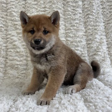 柴犬(豆柴)【福島県・女の子・2025年1月1日・赤柴】の写真「健康優良児！元気です！」