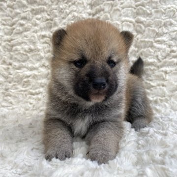 柴犬(豆柴)【福島県・男の子・2024年10月2日・赤柴】の写真「健康優良児！元気です！」