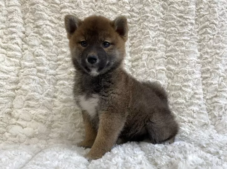 柴犬【福島県・女の子・2024年9月18日・赤柴】健康優良児！元気です！｜みんなのブリーダー（子犬ID：2411-04255）