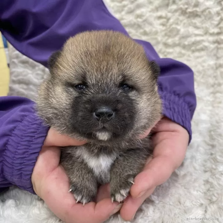 Y.K 様のお迎えした子犬