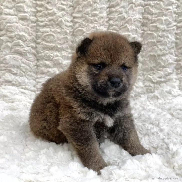 ヒロ 様のお迎えした子犬