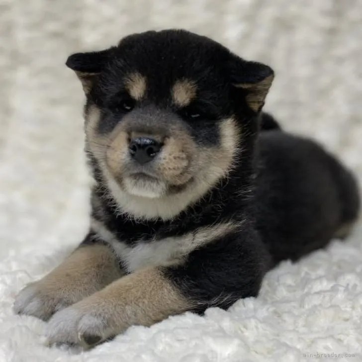 柴犬(標準サイズ)【福島県・女の子・2022年10月5日・黒柴】の写真1