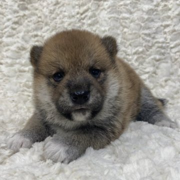 柴犬(標準サイズ)【福島県・男の子・2024年7月25日・赤柴】の写真「健康優良児！元気です！」