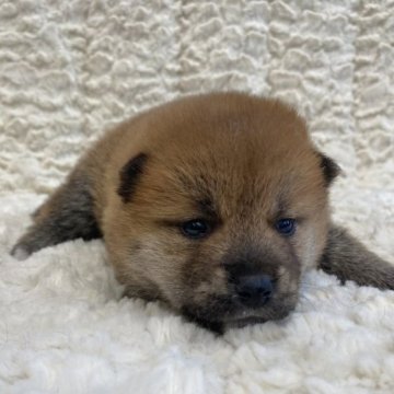 柴犬(標準サイズ)【福島県・男の子・2023年7月26日・赤柴】の写真「健康優良児！元気です！」