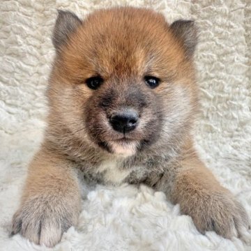 柴犬(標準サイズ)【福島県・男の子・2023年2月16日・赤柴】の写真「健康優良児！元気です！」