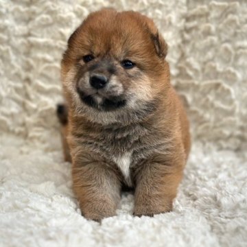 柴犬(標準サイズ)【福島県・男の子・2023年4月15日・赤柴】の写真「健康優良児！元気です！」