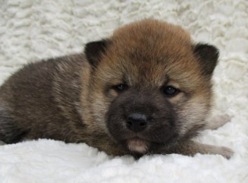 柴犬(標準サイズ)【福島県・男の子・2020年2月6日・赤】の写真「健康優良児！」