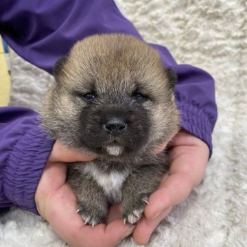 柴犬(豆柴)【福島県・女の子・2024年3月28日・赤柴】の写真「健康優良児！元気です！」