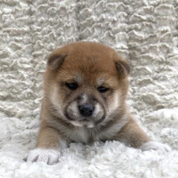 柴犬(標準サイズ)【福島県・女の子・2022年7月25日・赤柴】の写真「健康優良児！元気です！」