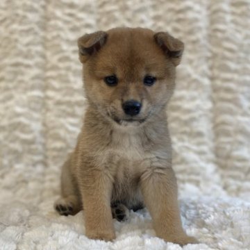 柴犬(標準サイズ)【福島県・男の子・2023年7月1日・赤柴】の写真「健康優良児！元気です！」