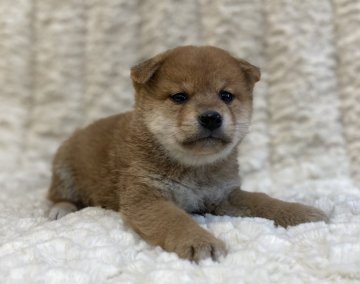 柴犬(標準サイズ)【福島県・男の子・2021年10月19日・赤柴】の写真「健康優良児！元気です！」