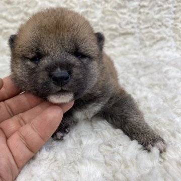 柴犬(豆柴)【福島県・男の子・2024年3月28日・赤柴】の写真「健康優良児！元気です！」