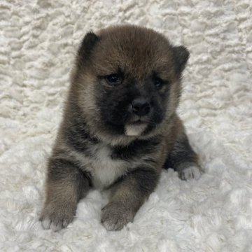 柴犬(標準サイズ)【福島県・男の子・2024年7月25日・赤柴】の写真「健康優良児！元気です！」