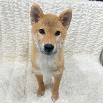 柴犬(標準サイズ)【福島県・男の子・2023年5月25日・赤柴】の写真「健康優良児！元気です！」