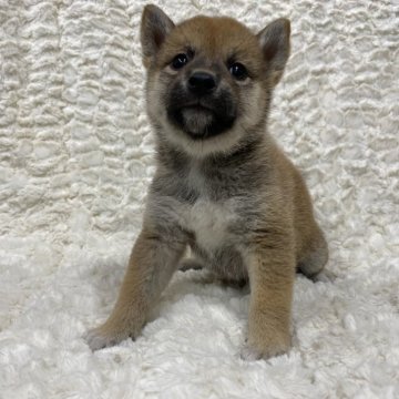 柴犬(豆柴)【福島県・女の子・2024年7月15日・赤柴】の写真「健康優良児！元気です！」