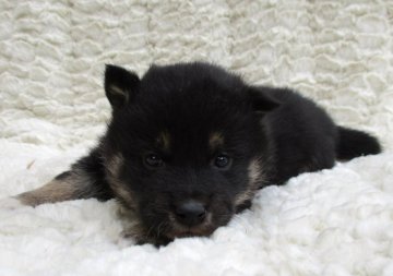 柴犬(標準サイズ)【福島県・男の子・2020年2月6日・黒】の写真「健康優良児！」