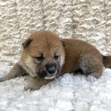 柴犬(標準サイズ)【福島県・男の子・2022年4月27日・赤柴】の写真「健康優良児！元気です！」