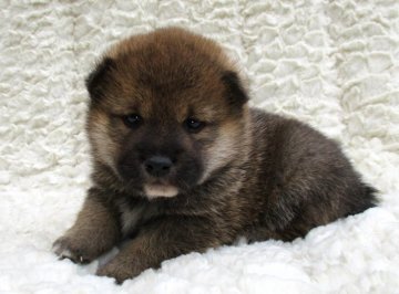 柴犬(標準サイズ)【福島県・男の子・2020年2月6日・赤】の写真「健康優良児！」