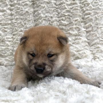 柴犬(標準サイズ)【福島県・女の子・2022年7月25日・赤柴】の写真「健康優良児！元気です！」