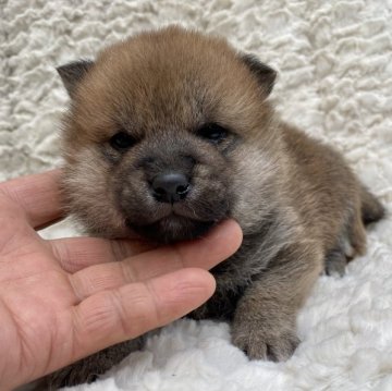 柴犬(標準サイズ)【福島県・男の子・2022年5月1日・赤柴】の写真「健康優良児！元気です！」