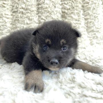 柴犬(豆柴)【福島県・女の子・2022年8月1日・黒柴】の写真「健康優良児！元気です！」