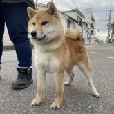 柴犬(標準サイズ)【福島県・男の子・2023年6月28日・赤柴】の写真1