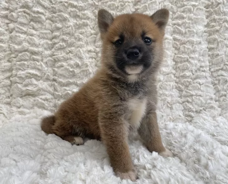 健康優良児！元気です！ | 柴犬(標準サイズ)