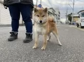 柴犬(標準サイズ)【福島県・男の子・2023年6月28日・赤柴】の写真3