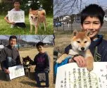 柴犬(標準サイズ)【福島県・女の子・2020年5月7日・白柴】の写真5「ショーチャレンジしています！」