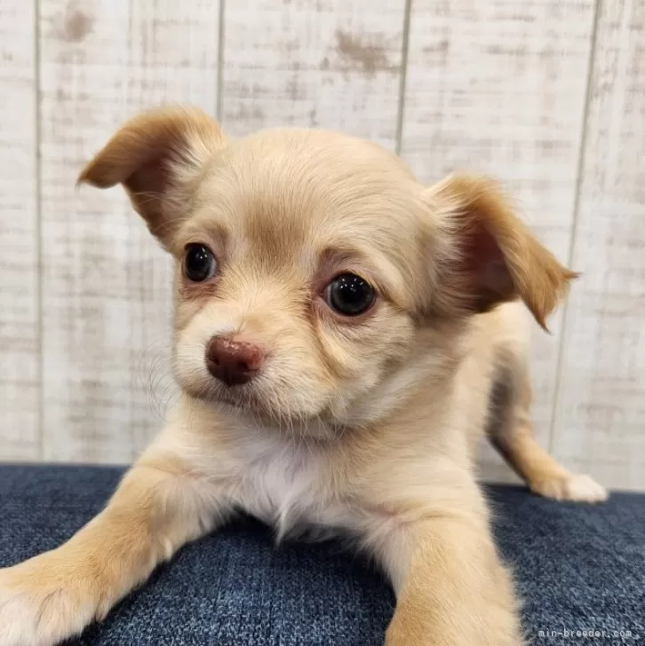 wak 様のお迎えした子犬