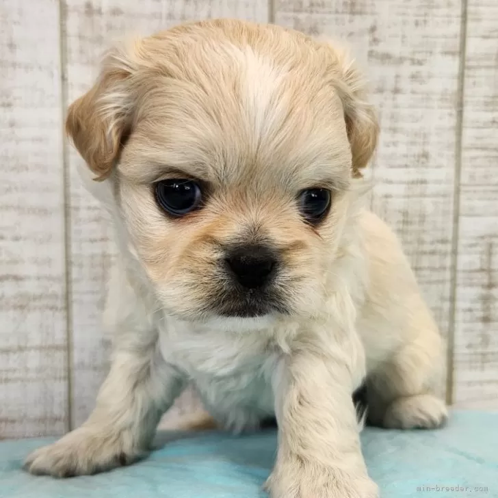 M 様のお迎えした子犬