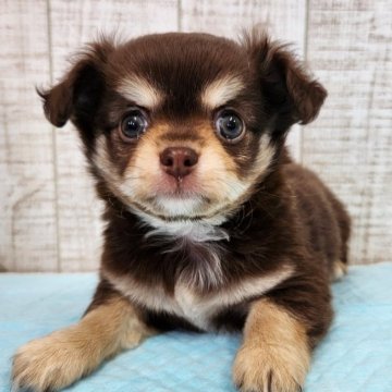 チワワ(ロング)【栃木県・男の子・2024年5月28日・チョコレート&タン】の写真「尻尾ふりふり🐶
人懐こいです❣️」