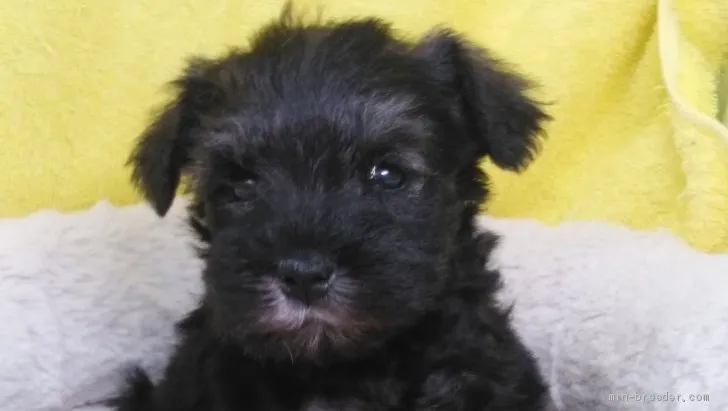 I.N 様のお迎えした子犬