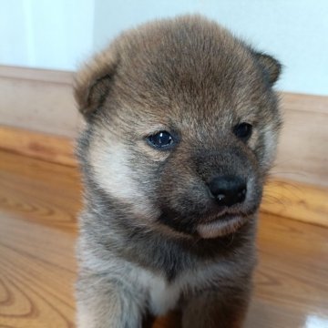 柴犬(標準サイズ)【岩手県・女の子・2024年11月2日・赤】の写真「元気です」