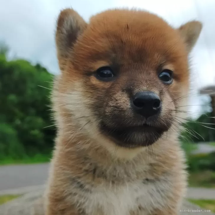 柴犬(標準サイズ)【岩手県・女の子・2024年6月14日・赤】の写真1