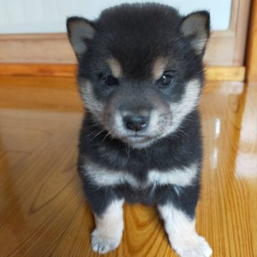 柴犬(標準サイズ)【岩手県・女の子・2024年4月9日・黒】の写真「一人っ子です」