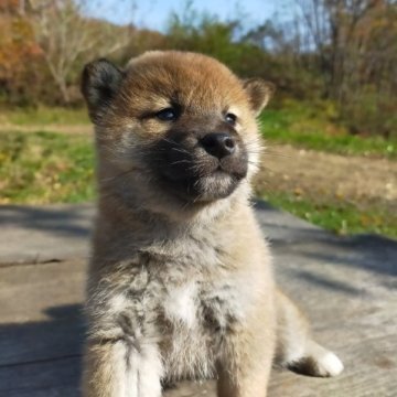 柴犬(標準サイズ)【岩手県・女の子・2023年9月12日・赤】の写真「もふもふです」