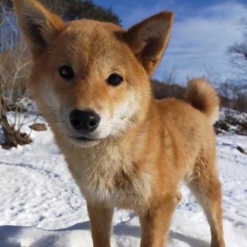 柴犬(標準サイズ)【岩手県・男の子・2023年7月15日・赤】の写真「とにかくおとなしい子です
小さめです」