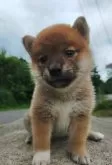 柴犬(標準サイズ)【岩手県・女の子・2024年6月14日・赤】の写真3