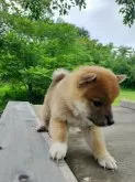 柴犬(標準サイズ)【岩手県・女の子・2024年6月14日・赤】の写真5