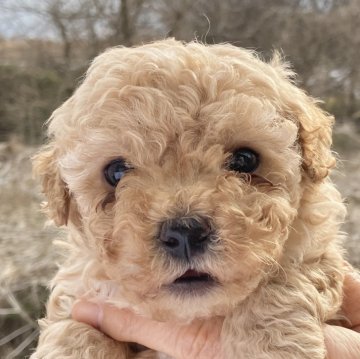 ミックス(トイプードル×マルプー)【福島県・男の子・2024年12月21日・クリーム】の写真「見た目がほぼプードルの元気で人懐っこい子です」