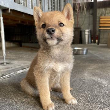 柴犬(豆柴)【愛媛県・男の子・2022年8月23日・赤】の写真「豆柴認定犬💮」